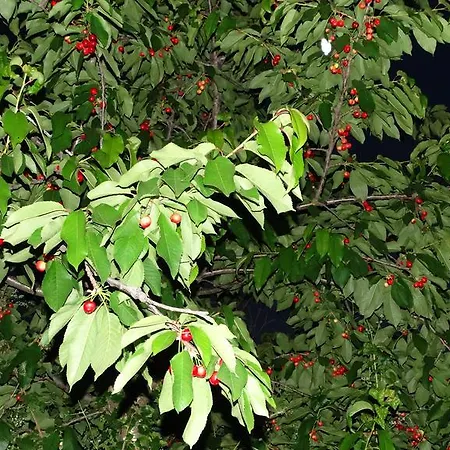 Iliopetra بيت ضيافة