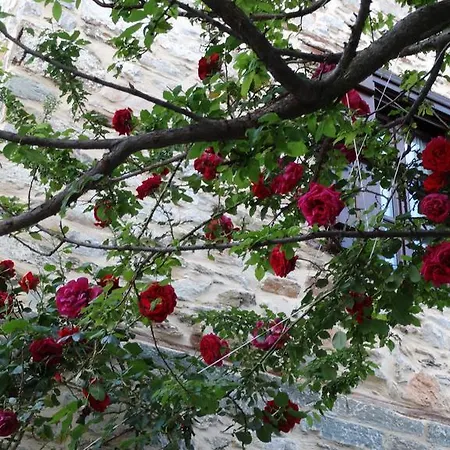 Iliopetra 4* Agios Lavrentios